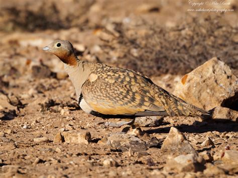 Black Bellied Sandgrouse Pterocles Orientalis The Nomina Flickr