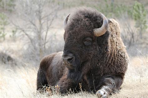 Buffalo Bull - Thru Our Eyes Photography | Linton Wildlife ...