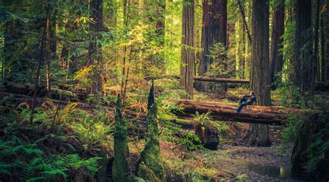 Travel Info For The Redwood Forests Of California Eureka And Humboldt