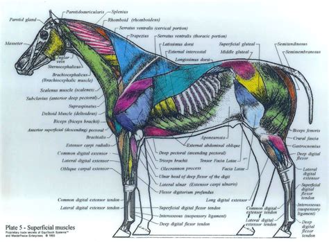 Superficial Muscles Horse Anatomy Horses Horse Massage