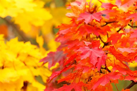 Red And Yellow Autumn Leaves Free Stock Photo Public Domain Pictures