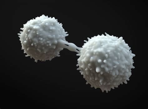 Lymphocytes Cell 3d Model By Zames1992d