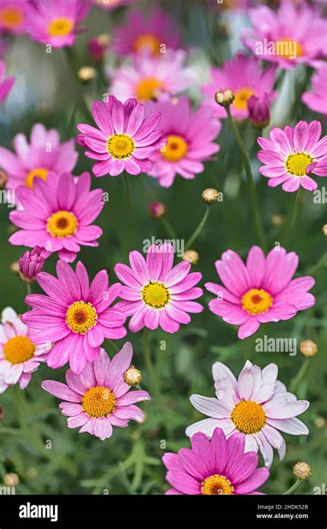 Marguerite Daisy Flower Marguerites Daisy Flowers Stock Photo Alamy