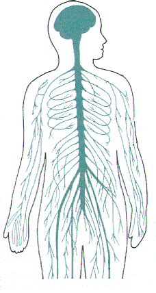 The nervous system consists of the central and the peripheral nervous system. Central Nervous System Diagram Blank - Human Physiology Neurons The Nervous System Ii / But some ...