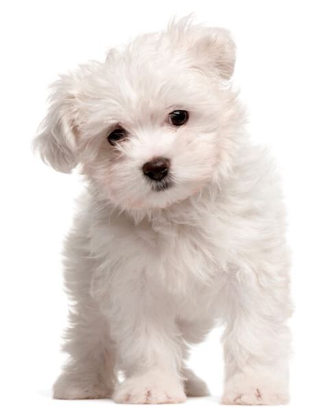 Maltese For Sale White Teacup And Other Ct Breeder