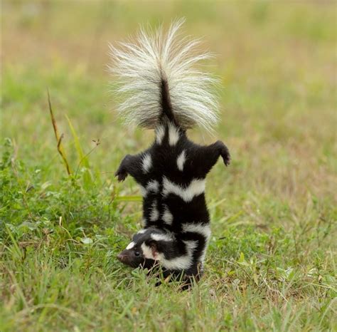 The Spotted Skunk Does A Handstand As Its Final Spray Warning Imgur