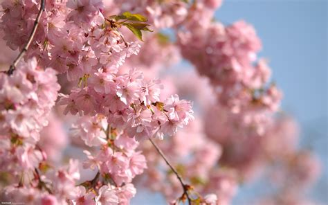 Cherry Blossoms Shallow Capture Image Hd Wallpaper Wallpaper Flare
