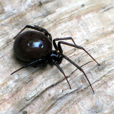 Brown widow spiders can look similar to certain species of black widow spiders, and their brown color can make them hard to distinguish from other spiders. false black widow ~ they look exactly alike but no red ...