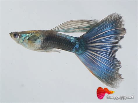 Aplikasi slip gaji sistem payroll. Penang Guppy for Sale | Wei Fancy Guppy