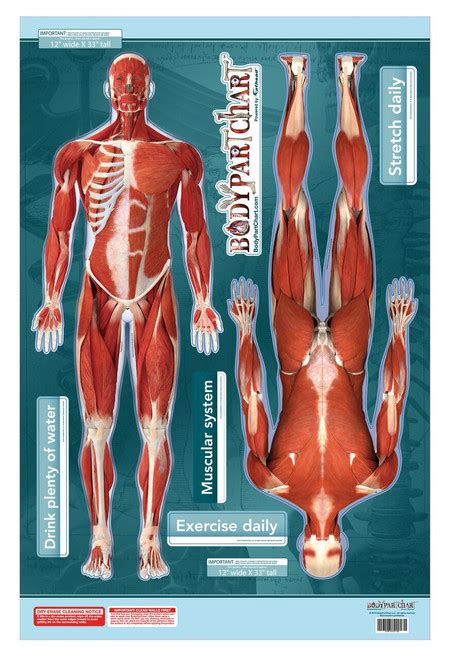 Muscular System Sticky Poster Anterior And Posterior Views Clinical