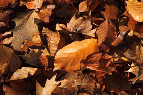 Free Image On Pixabay Autumn Leaves Brown Golden Fall Colors