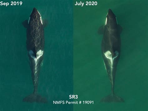 Pregnant Whales Identified Among The Southern Resident Killer Whales