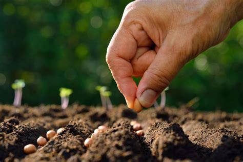 Not only is it economical, but planting from seed, especially seed that you saved from your own plants, can provide healthy organic plants for the garden. Seed Planting Party ~ Fort Bragg Seed Library - Fort Bragg ...