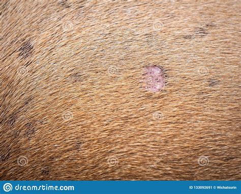 Skin Disease Of The Brown Dog Stock Image Image Of Canine Background