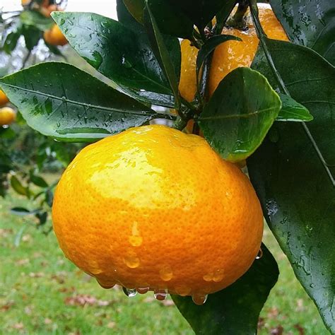 Late Harvest of Satsuma Orange in the Yard - Food Variety 7 | Tanza Erlambang Update