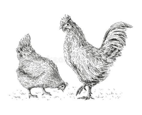Chicken And Rooster Hand Drawing Sketch Engraving Illustration Style