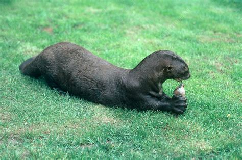 Giant Otter Eating Fish Stock Image C0022260 Science Photo Library