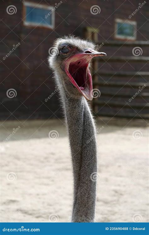 Ostrich With Wide Open Mouth Stock Photo Image Of Muzzle Creature