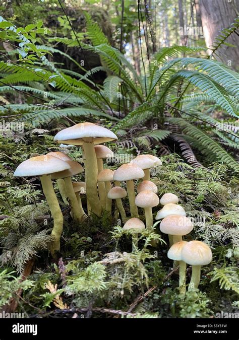 Mushrooms Of The Pacific Northwest Stock Photo Alamy