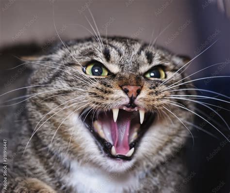 Angry Adult Tabby Cat Hissing And Showing Teeth Hazır Fotoğraf Adobe