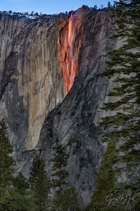 Horsetail Fall 2023 And Trees El Capitan Yosemite Eloquent Images
