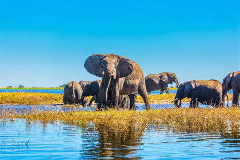 Chobe National Park Dé Plek Om Olifanten Te Spotten Reis Expertnl