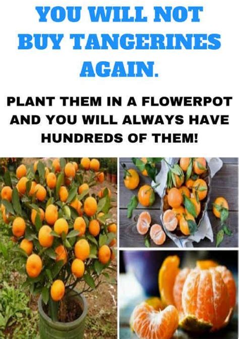 How To Grow Your Own Tangerines From Seeds Indoor
