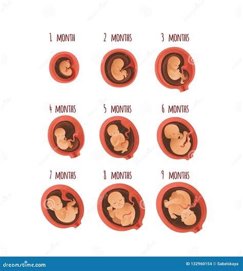 Ejemplo Del Vector De Las Etapas Del Mes Del Desarrollo Del Embrión