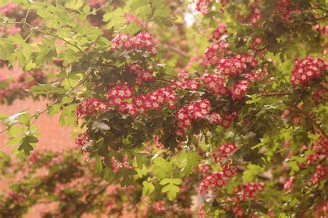 Crataegus Laevigata English Hawthorn Crimson Cloud Flowe Flickr