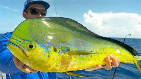 Colorful Mahi Mahi Caught In The Florida Keysem76uuh