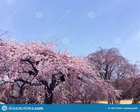 Sakura Cherry Blossom Blooming In Tokyo Japan Stock Photo Image Of