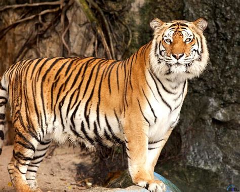 Royal Bengal Tiger Hd Wallpaper Pxfuel