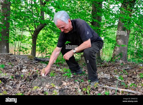 Man Picking Common Morel Morchella Esculenta Fungus Alsace France