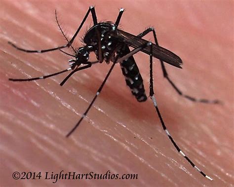 Mosquito Aedes Albopictus Bugguidenet