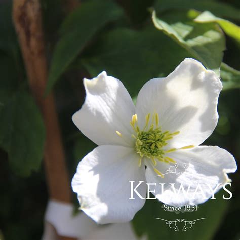 Clematis Montana Grandiflora Kelways Plants Ltd