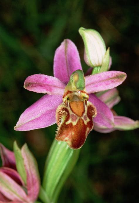 Bee Orchid Flower Photograph By Paul Harcourt Daviesscience Photo Library