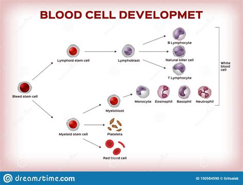 Blood Cell Development Stem Cell Are Transform To Platelet White And