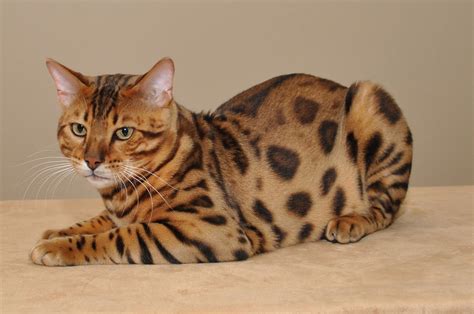 Bengal Cat Wallpapers High Quality Download Free