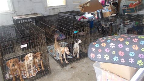At Least 30 Dead And More Than 90 Malnourished Dogs Discovered At Ohio
