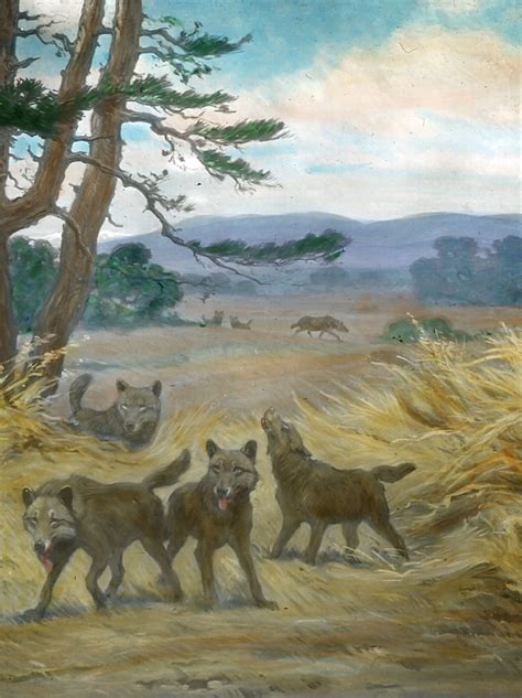 It is perhaps one of the most famous prehistoric carnivores in north america along with its extinct competitor smilodon. Canis dirus - Wikipedija