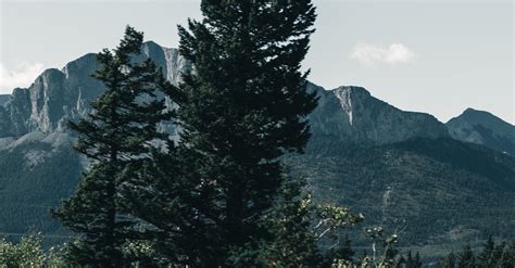 Green Pine Trees Near Mountain Under A Blue Sky · Free Stock Photo