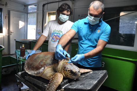Good Side Of Pandemic Endangered Sea Turtles Enjoy Empty Turkish