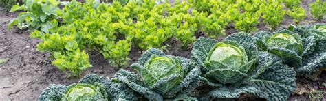 Using a complete fertilizer for every garden purpose seems sensible, but in fact it isn't always the best choice. The Grange - Fertilizer & Pest Control