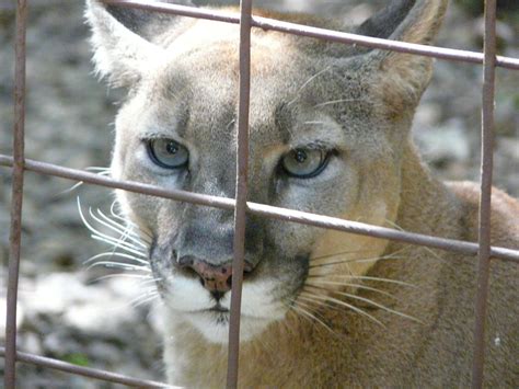 State of florida, this is a sanctuary for the big cats that, for some reason, aren't able to survive in the wilderness. Big Cat Rescue ~ Tampa Florida Panther | The Florida ...