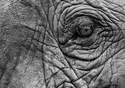 Elephant Eye Photograph By Mana Meadows