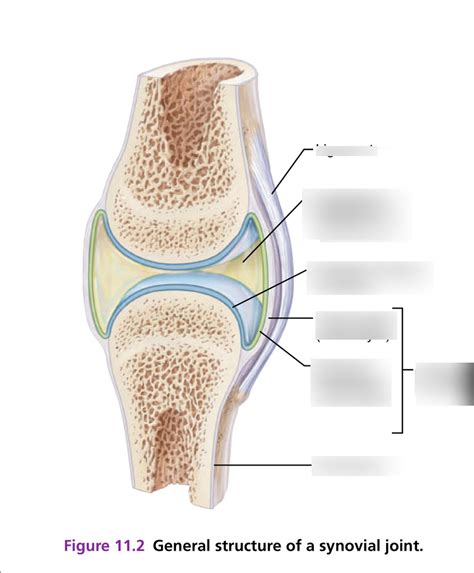 Label The Parts Of A Typical Synovial Joint