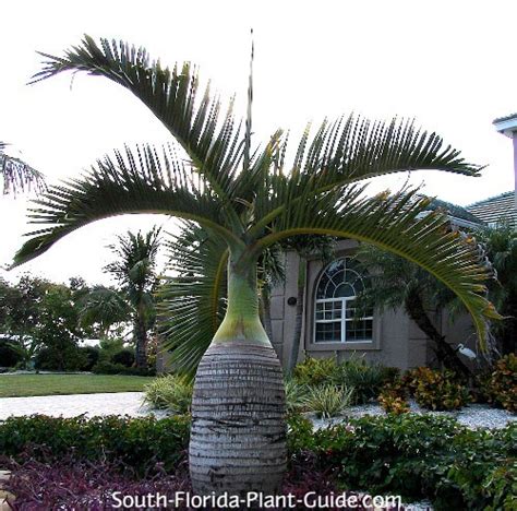 Bottle Palm Bottle Palm Tree Florida Trees Florida Landscaping