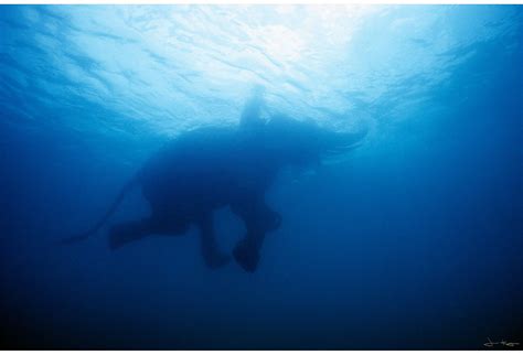 Jonathan Kingston Underwater Elephant Fine Art Photo Underwater