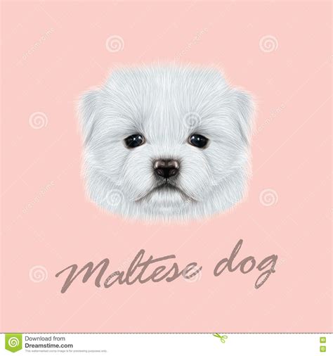 Ritratto Maltese Del Cucciolo Illustrazione Di Stock Illustrazione Di