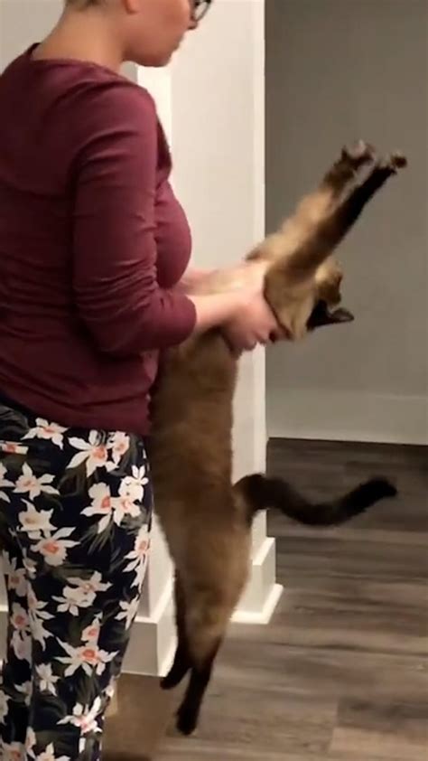 ЯЧЦ 蜘蛛 🇺🇦 On Twitter Rt Dodo Cat Asks His Mom To Do Yoga 😹